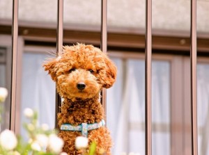 ベランダ増築をしてワンちゃんと一緒に遊べるスペースに