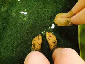 フィッシュセラピー
