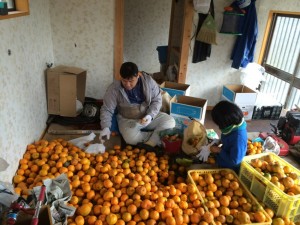 ポンカン　箱詰め