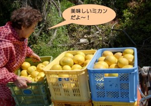 美味しいミカン