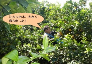 ミカンの木、大きく育ちました！
