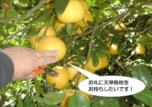 お礼に天草晩柑