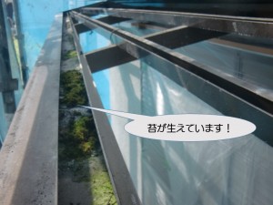 テラス屋根の溝の苔