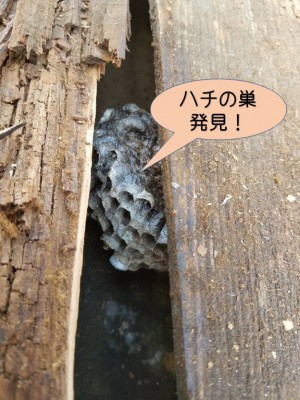 ハチの巣発見！