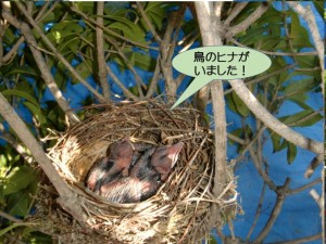 鳥のヒナがいました