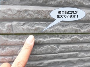 横目地に苔が生えています