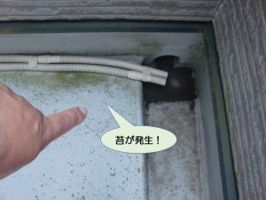 ベランダに苔が発生