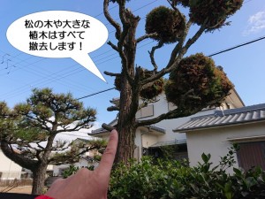 大きな植木は撤去します