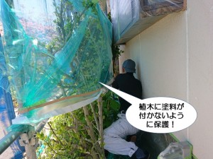 植木に塗料が付かないように保護