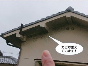 カビが生えています