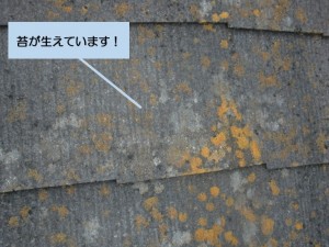 阪南市のスレート屋根に苔が生えています