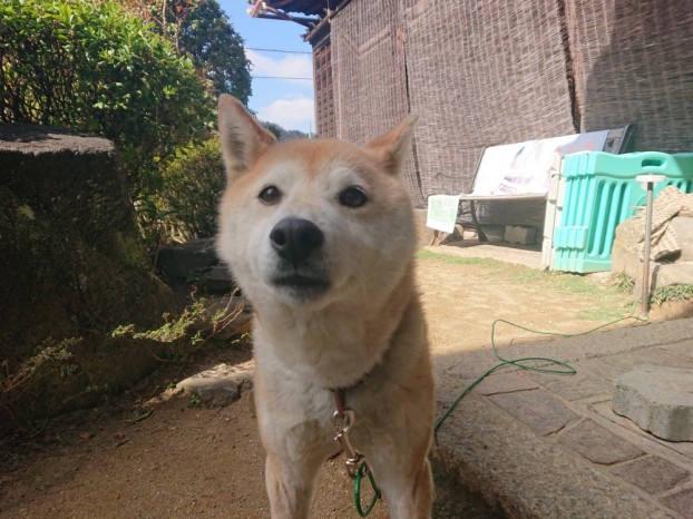 貝塚市N様邸の愛犬