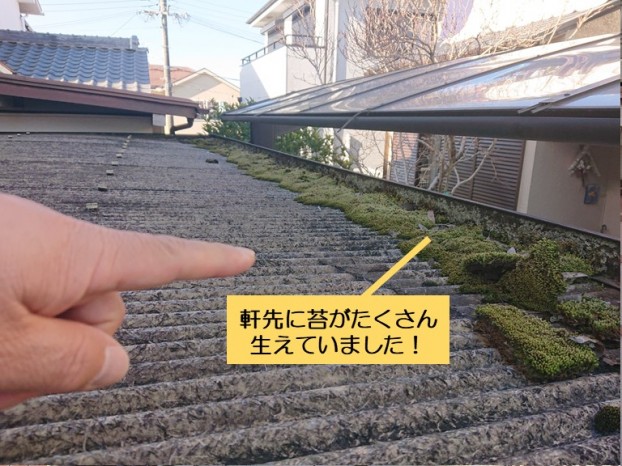 和泉市のカーポートの軒先に苔がたくさん生えていました
