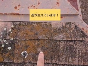 和泉市の屋根に苔が生えています