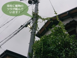岸和田市の電柱に植物のツタが絡んでいます！