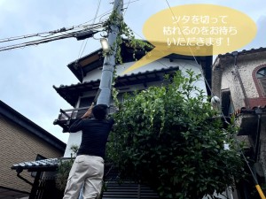 岸和田市の電柱に絡みついたツタを切って枯れるのを待ちます