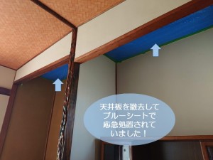 泉南市の床の間の天井板を撤去してブルーシートで応急処置