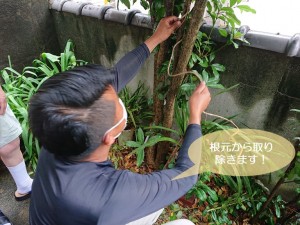 岸和田市の電柱に絡みついたツタを根元で取り除きます