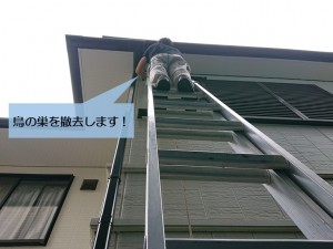 岸和田市の鳥の巣を撤去します