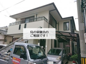 岸和田市の鳥の巣を撤去してほしいとのご相談