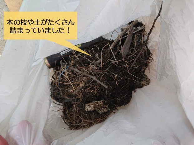 岸和田市の雨樋の中に作った巣