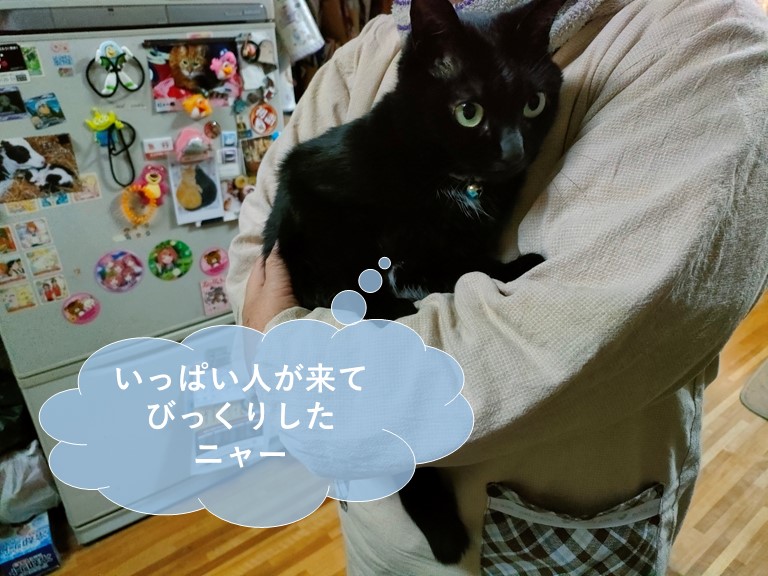 貝塚市M様邸の猫ちゃん