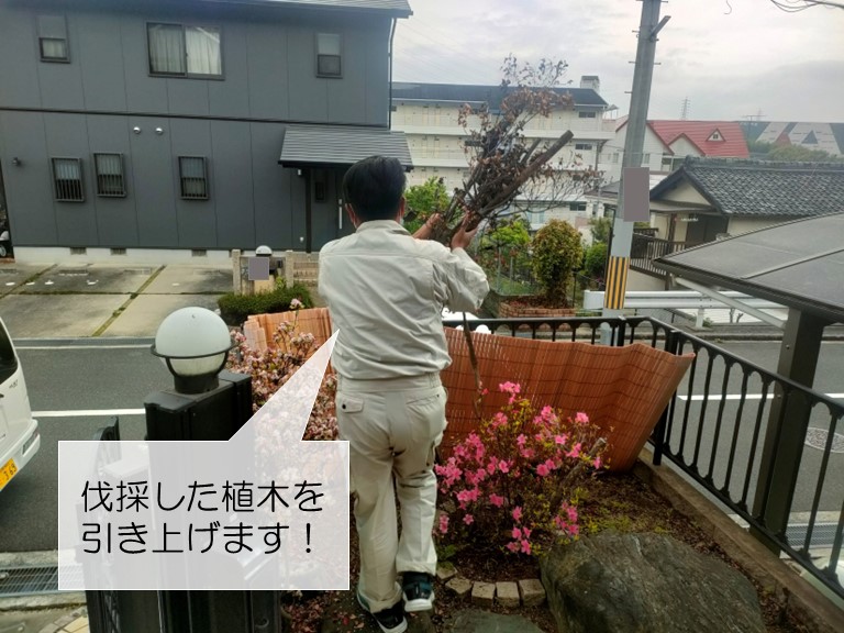 和泉市で伐採した植木を引き上げます