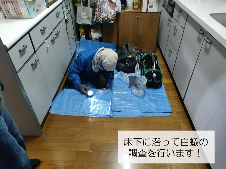 岸和田市の白蟻調査