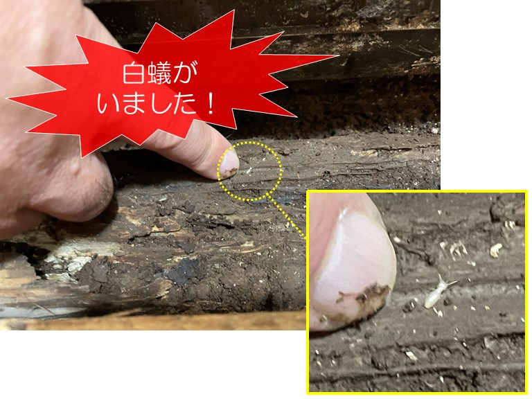 岸和田市のお風呂場の取り合いの床下に白蟻がいました